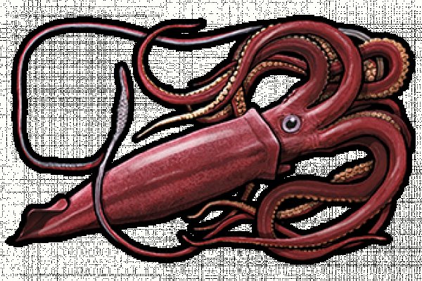 Кракен тор krakens13 at