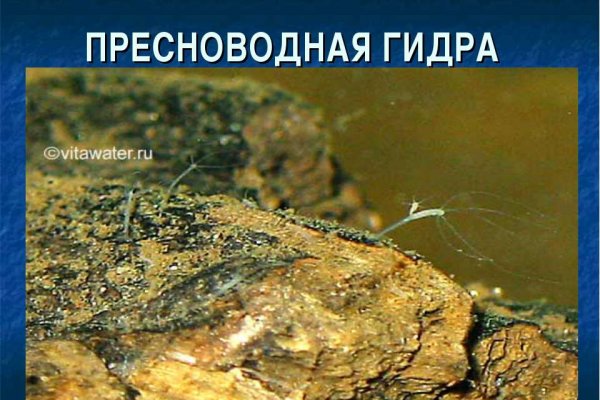 Кракен маркетплейс откуда взялся