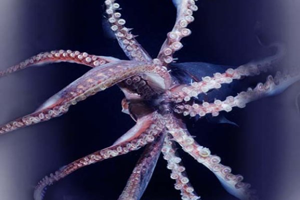 Кракен сайт krakens13 at
