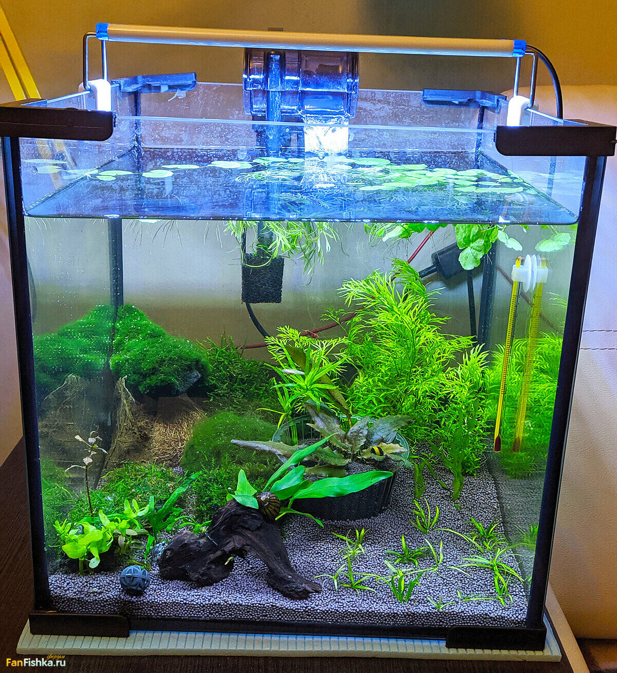 Kraken 20at